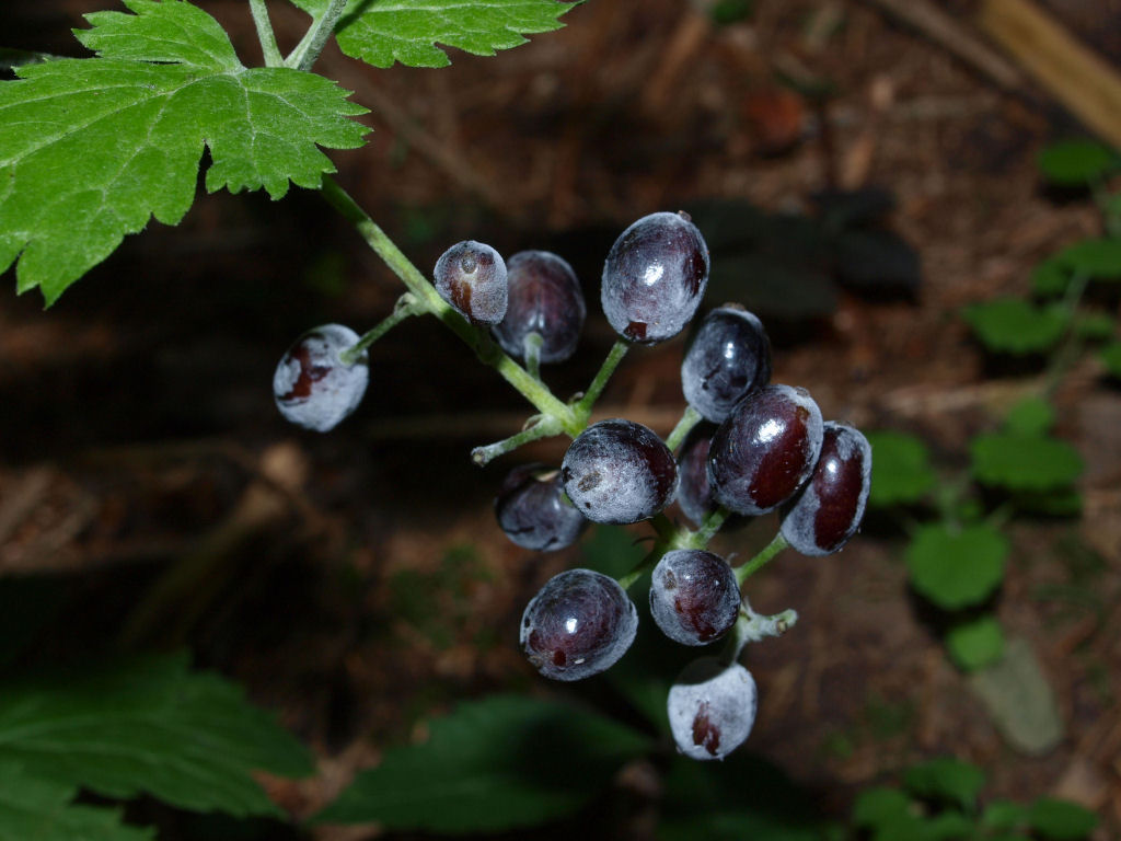 Actaea spicata / Barba di capra